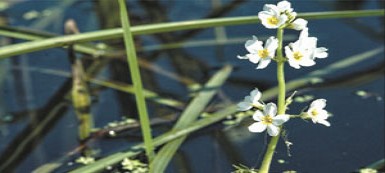 Турча (хоттония) очищает воду