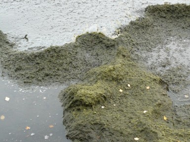 Водоросли в воде Байкала