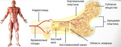 Пример №1. Человек